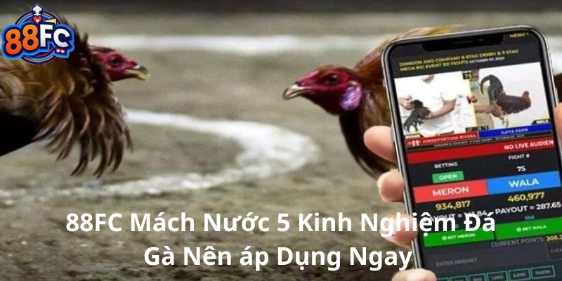 88FC mách nước 5 kinh nghiệm đá gà nên áp dụng ngay