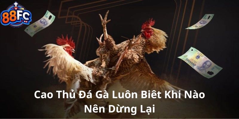 Cao thủ đá gà luôn biết khi nào nên dừng lại