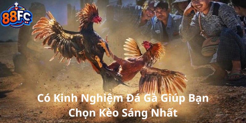 Có kinh nghiệm đá gà giúp bạn chọn kèo sáng nhất