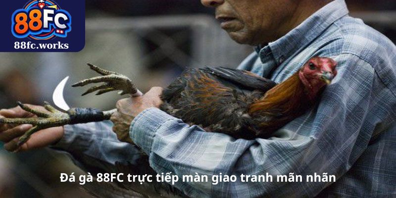 Đá gà 88FC trực tiếp màn giao tranh mãn nhãn