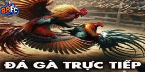 Đá Gà Trực Tiếp Tại 88FC Và Các Cửa Cược Thịnh Hành