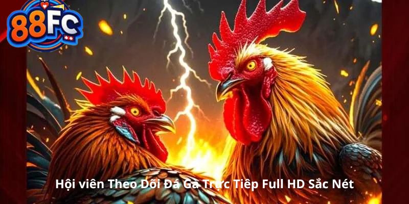 Hội viên theo dõi đá gà trực tiếp full HD sắc nét