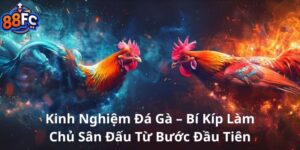 Kinh Nghiệm Đá Gà – Bí Kíp làm chủ sân đấu từ bước đầu tiên