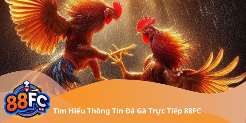 Tìm hiểu thông tin đá gà trực tiếp 88FC