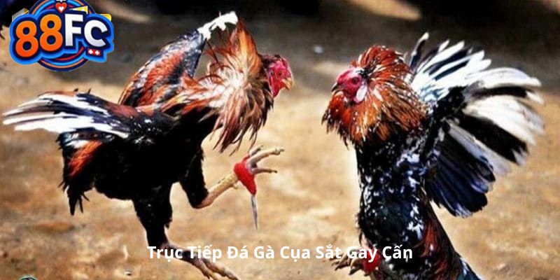 Đá gà trực tiếp cựa sắt gay cấn